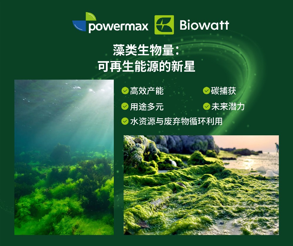 海藻生物量：可再生能源领域的新兴力量
